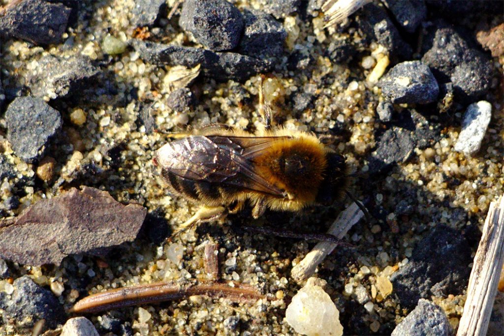 Wildbiene am Eisring Süd : Frühlings-Seidenbiene (Colletes cunicularius)