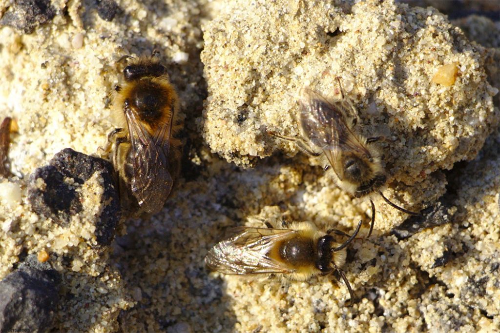 Wildbienen am Eisring Süd : Frühlings-Seidenbiene (Colletes cunicularius)