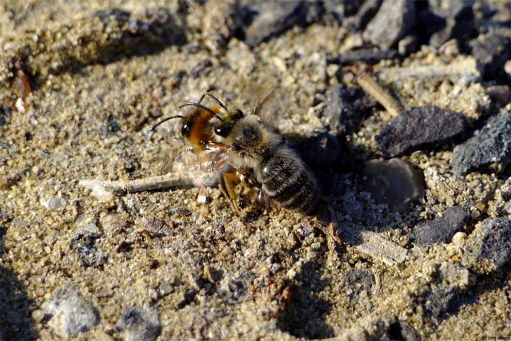 Frühlingsgefühle der Wildbienen am Eisring Süd : Frühlings-Seidenbiene (Colletes cunicularius)